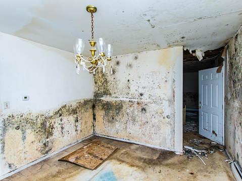 Creating a Healthy Household: A Beginner’s Guide to Toxic Mold